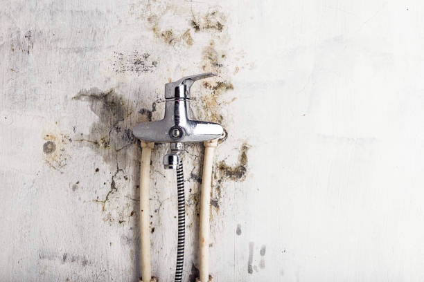 Best Commercial Mold Removal  in Benton, KY