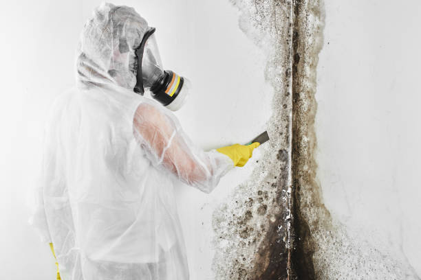 Best Residential Mold Removal  in Benton, KY