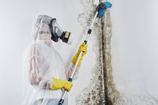 Best Mold Inspection  in Benton, KY