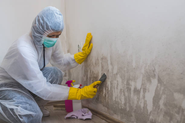 Best Black Mold Removal  in Benton, KY
