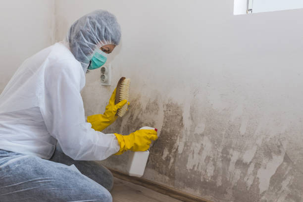 Best Certified Mold Removal  in Benton, KY