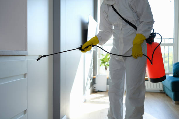 Best Attic Mold Removal  in Benton, KY