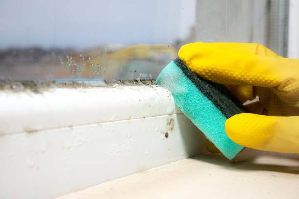 Best Local Mold Removal Service  in Benton, KY