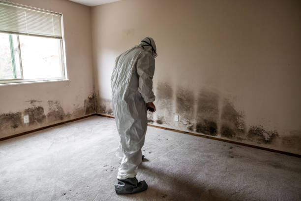 Best Office Mold Removal Services  in Benton, KY