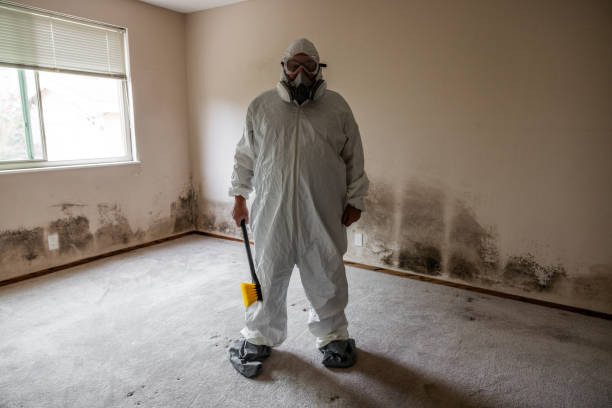 Best Attic Mold Removal  in Benton, KY