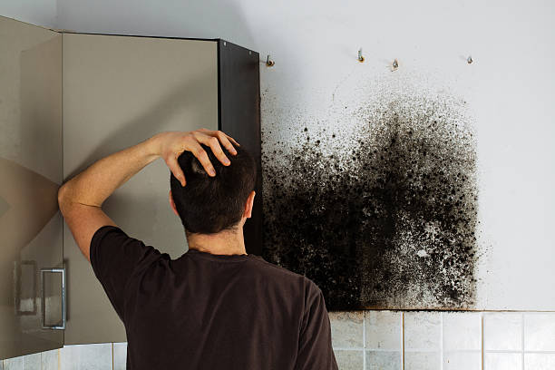 Best Fast Mold Removal  in Benton, KY