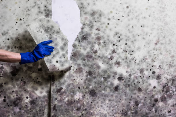 Best Best Mold Removal Companies  in Benton, KY